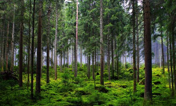 Sopravvivenza delle foreste europee e diversità.